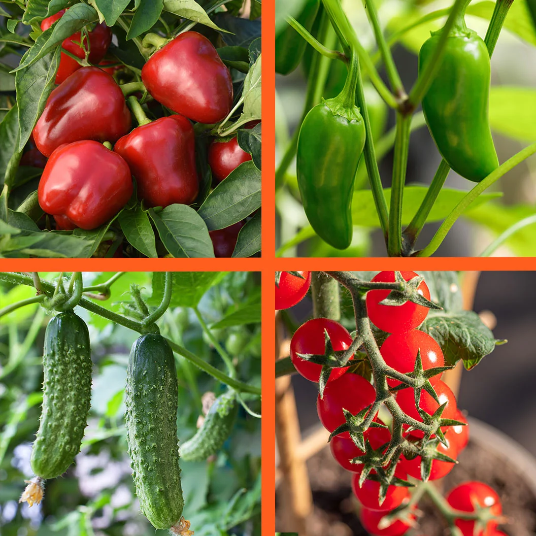 Patio Snack Organic Veggie 4 Pack Plant 1 Patio Snack Organic Veggie 4 Pack Plant