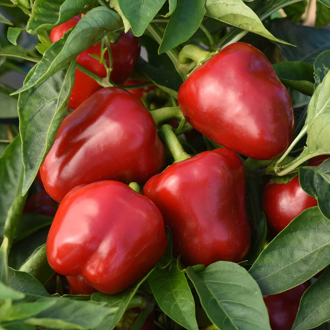 Patio Snack Organic Veggie 4 Pack Plant 3 Patio Snack Organic Veggie 4 Pack Plant