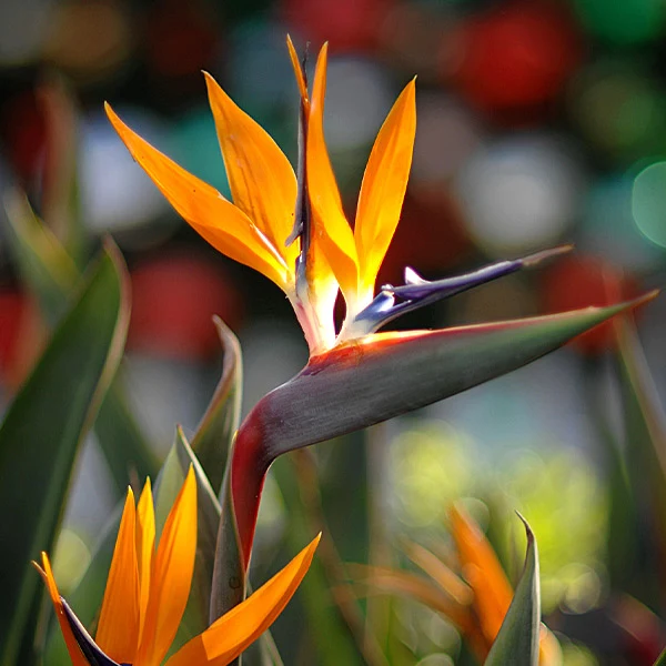 Orange Bird of Paradise Plant
