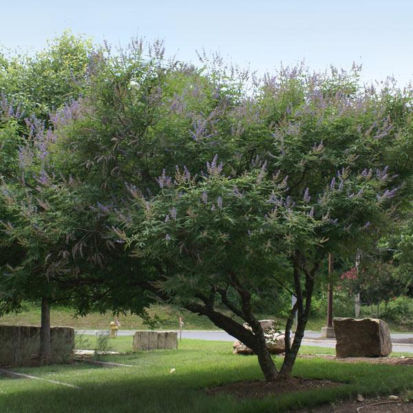Shoal Creek Vitex Chaste Tree 1 Shoal Creek Vitex Chaste Tree