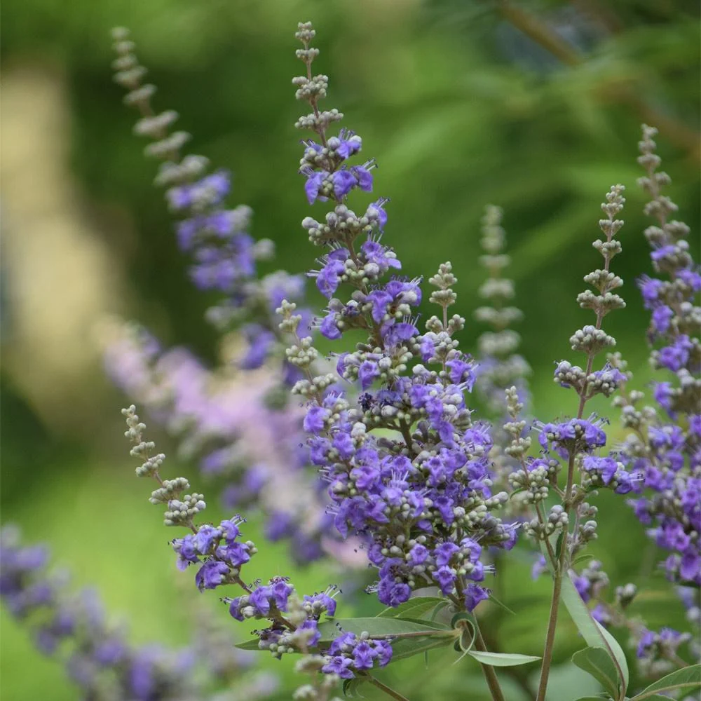 Shoal Creek Vitex Chaste Tree 2 Shoal Creek Vitex Chaste Tree