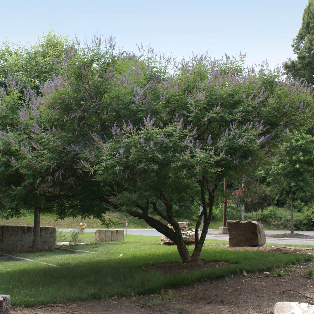 Shoal Creek Vitex Chaste Tree 3 Shoal Creek Vitex Chaste Tree