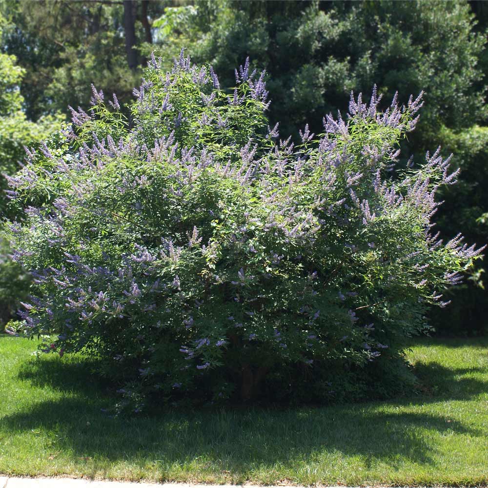 Shoal Creek Vitex Chaste Tree 4 Shoal Creek Vitex Chaste Tree