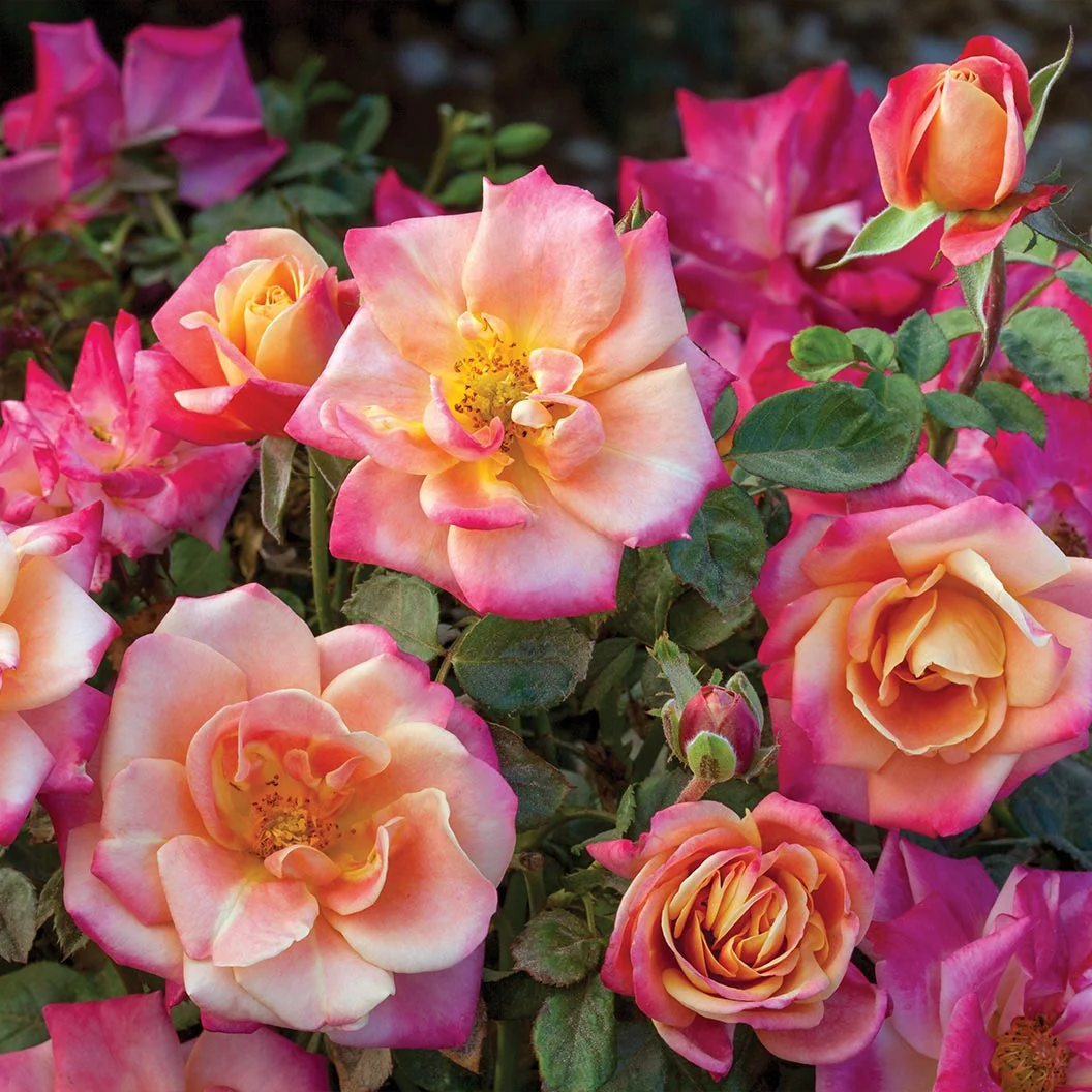 Polynesian Punch Rose Tree 2 Polynesian Punch Rose Tree