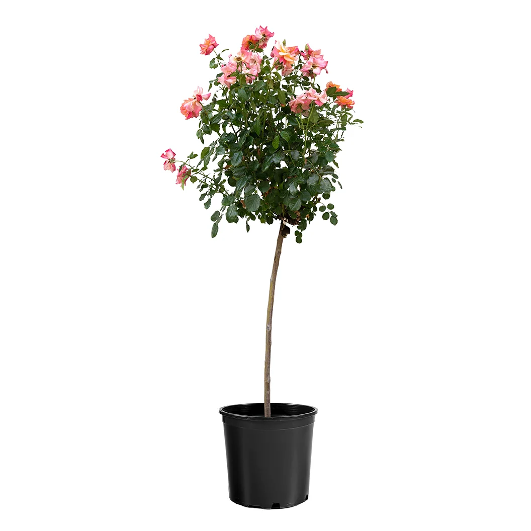 Polynesian Punch Rose Tree 3 Polynesian Punch Rose Tree
