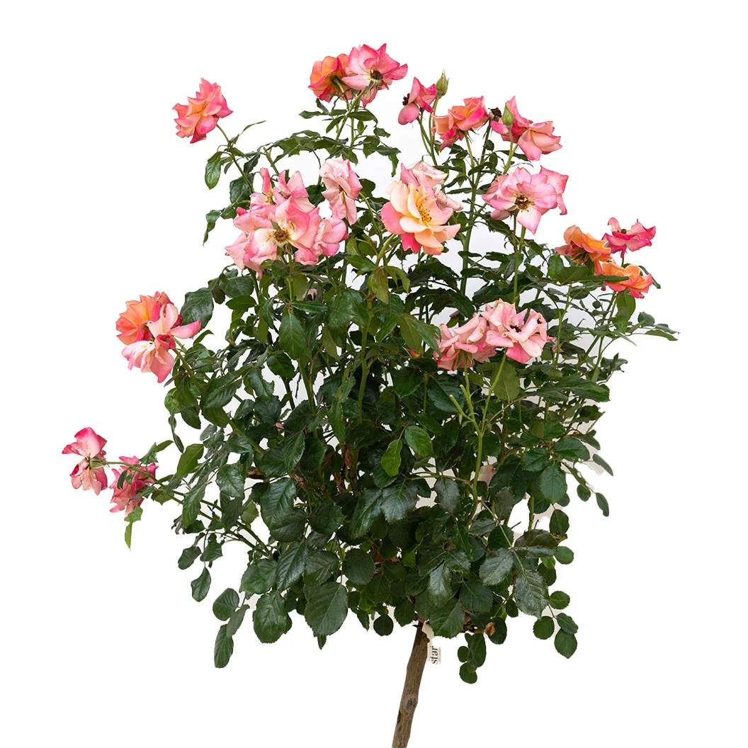 Polynesian Punch Rose Tree 4 Polynesian Punch Rose Tree