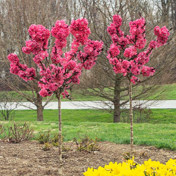Ruby Ruffle™ Patio Peach Tree 1 Ruby Ruffle™ Patio Peach Tree