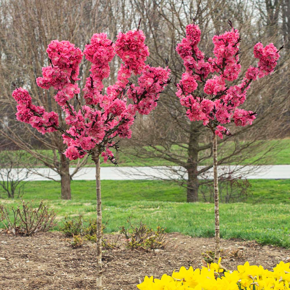 Ruby Ruffle™ Patio Peach Tree 2 Ruby Ruffle™ Patio Peach Tree