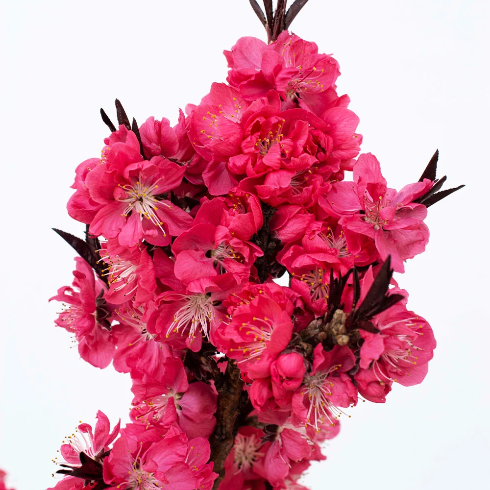Ruby Ruffle™ Patio Peach Tree 3 Ruby Ruffle™ Patio Peach Tree