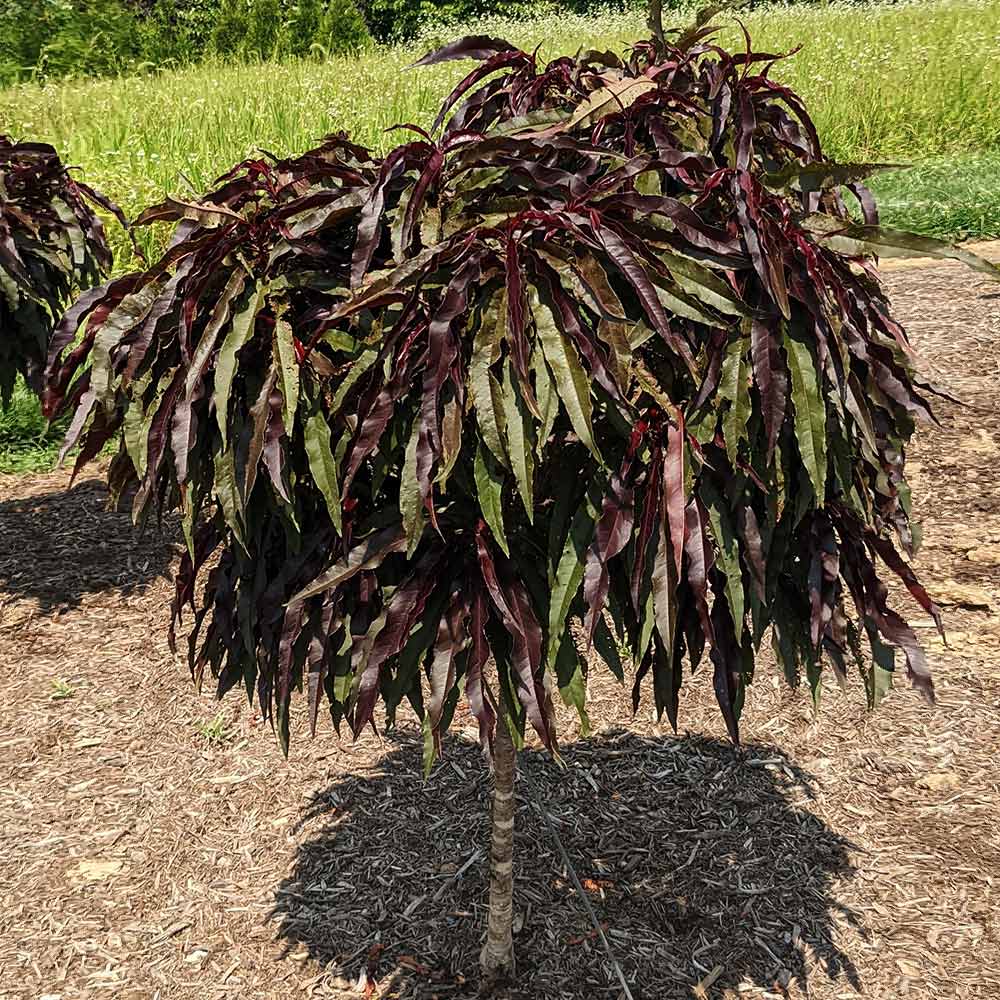 Ruby Ruffle™ Patio Peach Tree 4 Ruby Ruffle™ Patio Peach Tree