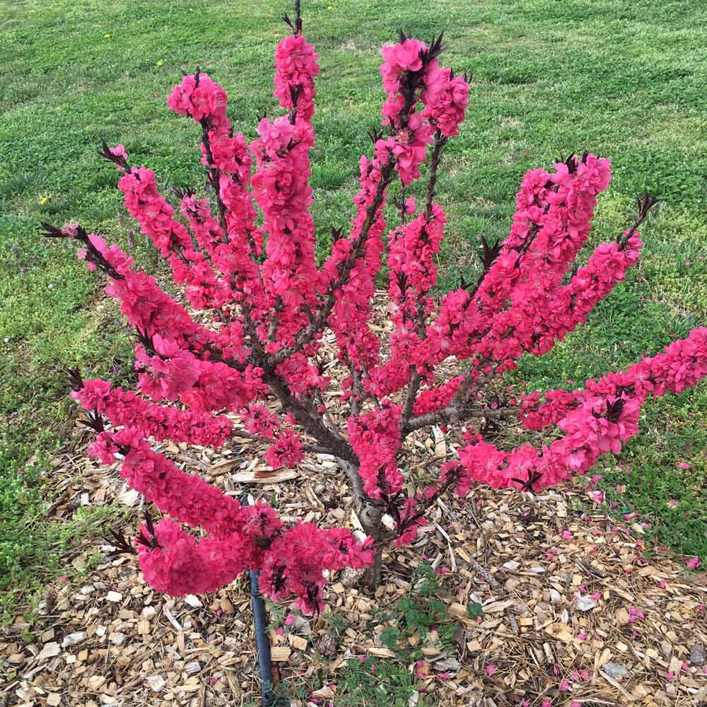 Ruby Ruffle™ Patio Peach Tree 5 Ruby Ruffle™ Patio Peach Tree
