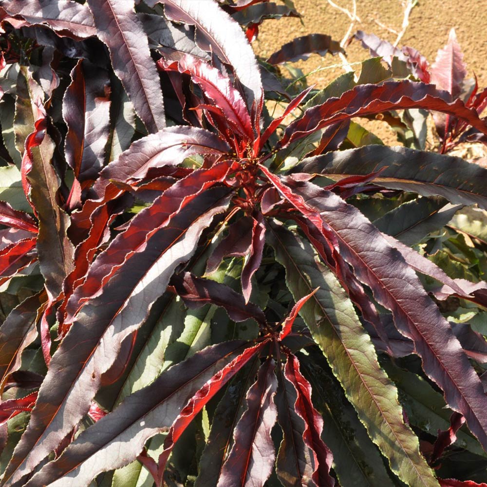 Ruby Ruffle™ Patio Peach Tree 6 Ruby Ruffle™ Patio Peach Tree