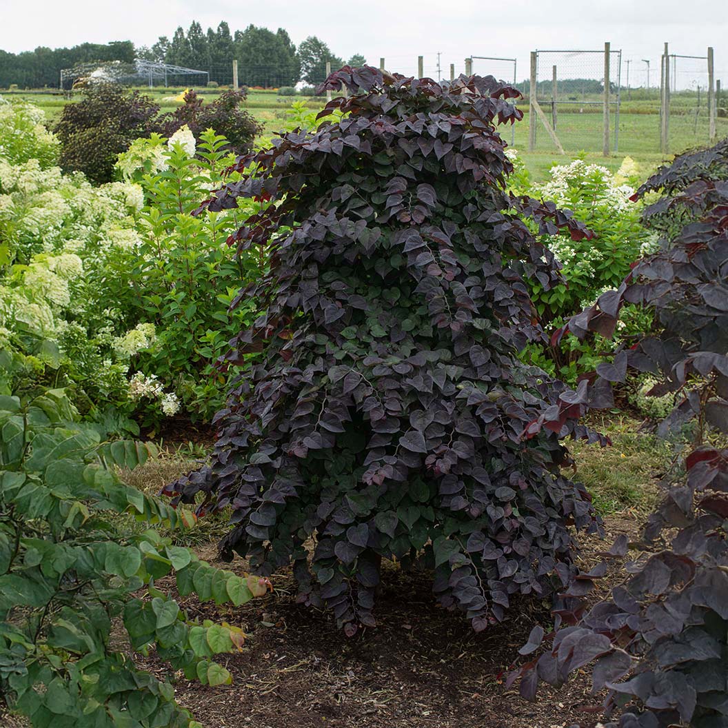 Garden Gems Amethyst Falls Redbud Tree 2 Garden Gems Amethyst Falls Redbud Tree