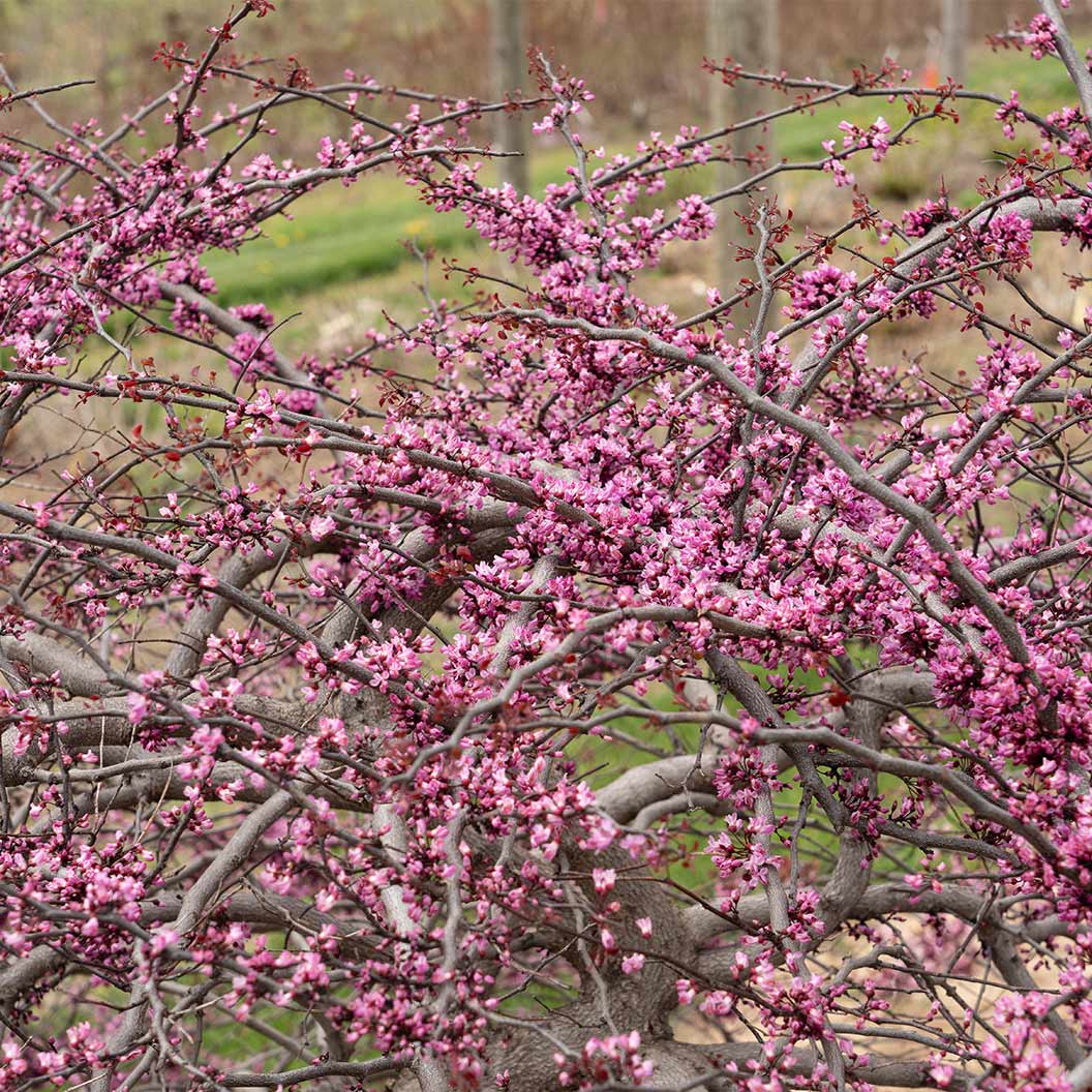 Garden Gems Amethyst Falls Redbud Tree 3 Garden Gems Amethyst Falls Redbud Tree