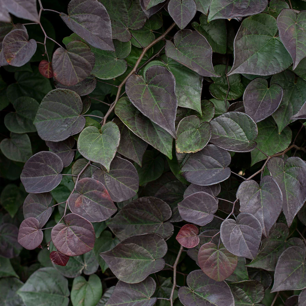 Garden Gems Amethyst Falls Redbud Tree 4 Garden Gems Amethyst Falls Redbud Tree