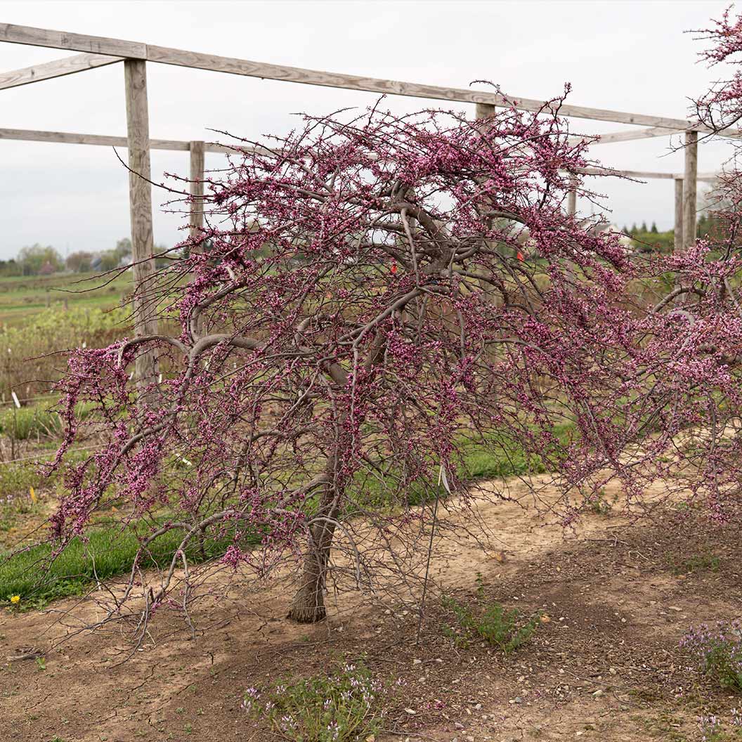Garden Gems Amethyst Falls Redbud Tree 5 Garden Gems Amethyst Falls Redbud Tree
