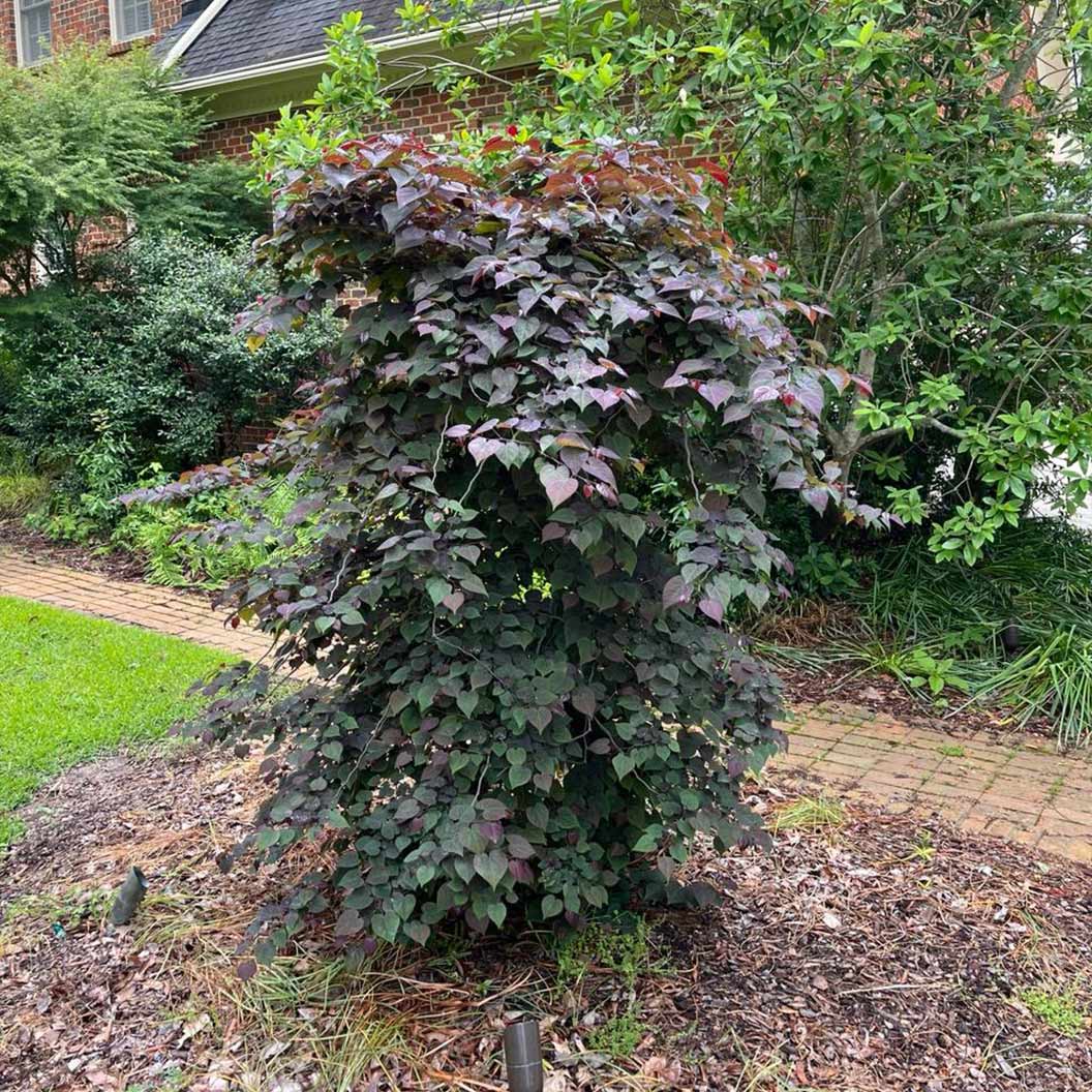 Garden Gems Amethyst Falls Redbud Tree 6 Garden Gems Amethyst Falls Redbud Tree