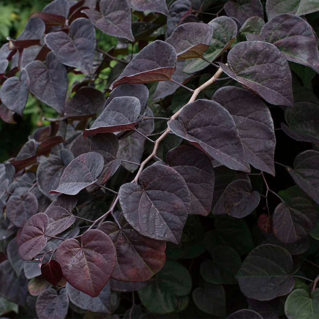 Garden Gems Amethyst Falls Redbud Tree 7 Garden Gems Amethyst Falls Redbud Tree