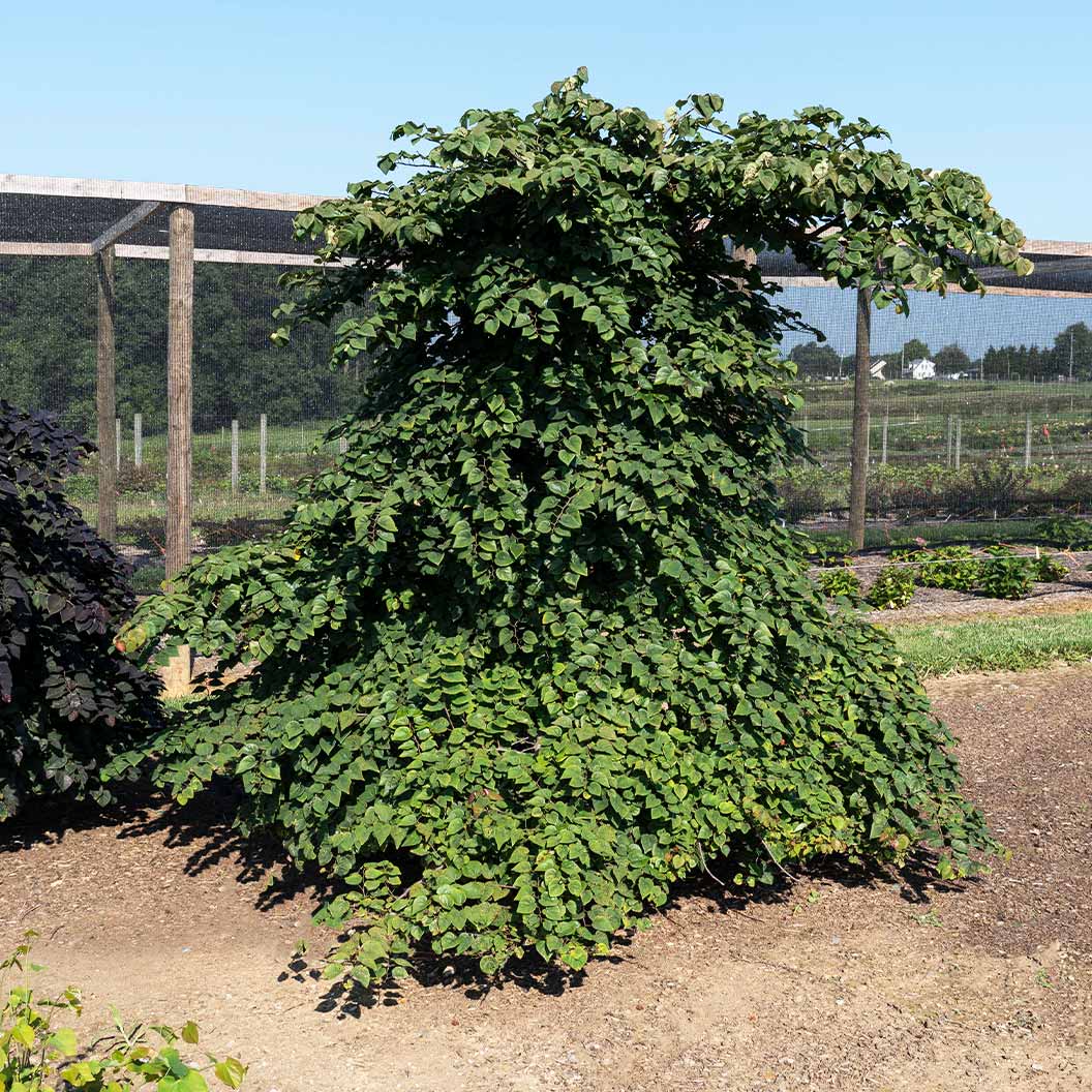 Garden Gems Emerald Falls Redbud Tree 2 Garden Gems Emerald Falls Redbud Tree