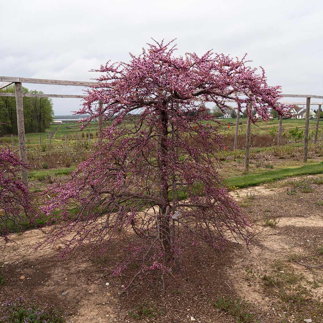 Garden Gems Emerald Falls Redbud Tree 3 Garden Gems Emerald Falls Redbud Tree