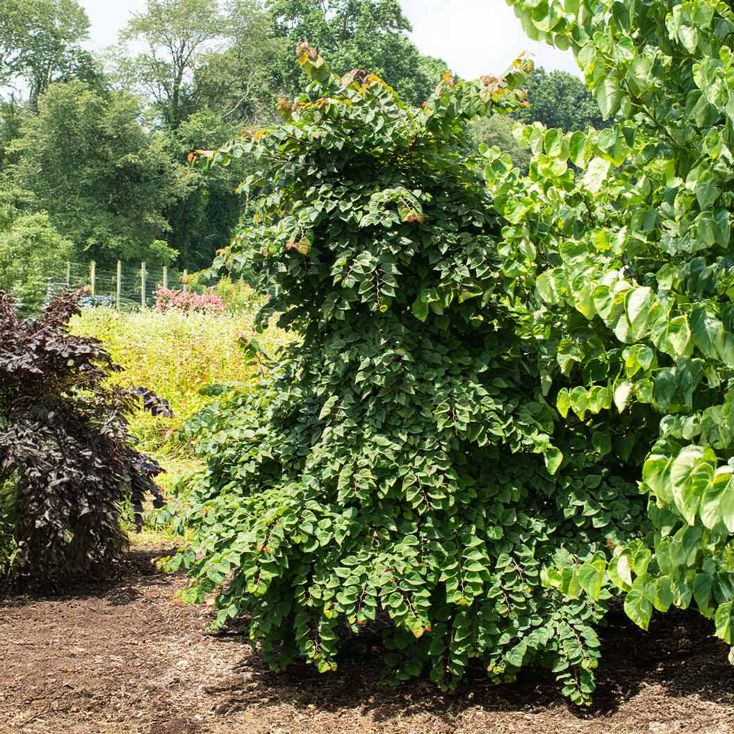 Garden Gems Emerald Falls Redbud Tree 4 Garden Gems Emerald Falls Redbud Tree