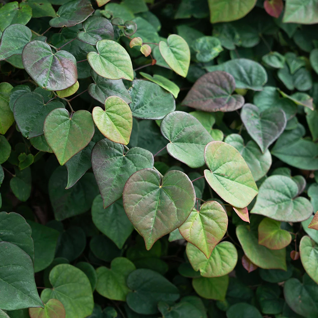 Garden Gems Emerald Falls Redbud Tree 5 Garden Gems Emerald Falls Redbud Tree