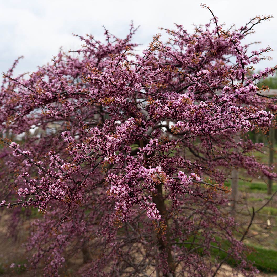 Garden Gems Emerald Falls Redbud Tree 6 Garden Gems Emerald Falls Redbud Tree