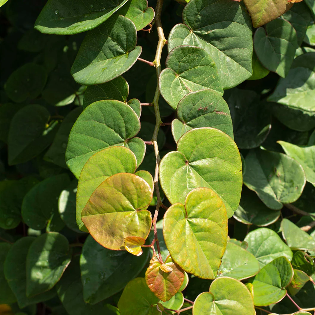 Garden Gems Emerald Falls Redbud Tree 7 Garden Gems Emerald Falls Redbud Tree