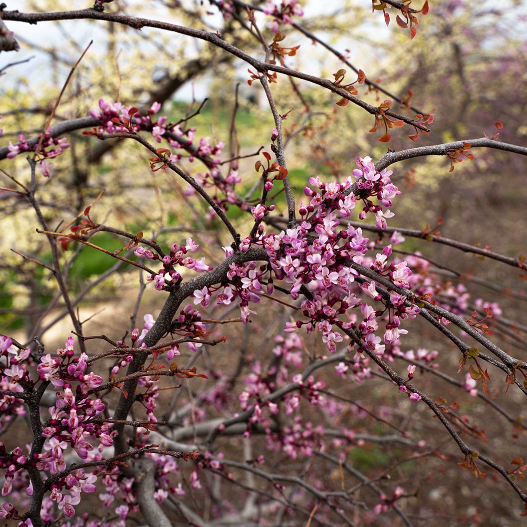 Garden Gems Emerald Falls Redbud Tree 8 Garden Gems Emerald Falls Redbud Tree