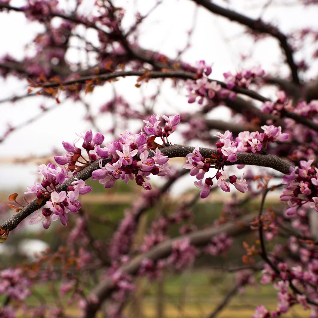 Garden Gems Emerald Falls Redbud Tree 9 Garden Gems Emerald Falls Redbud Tree
