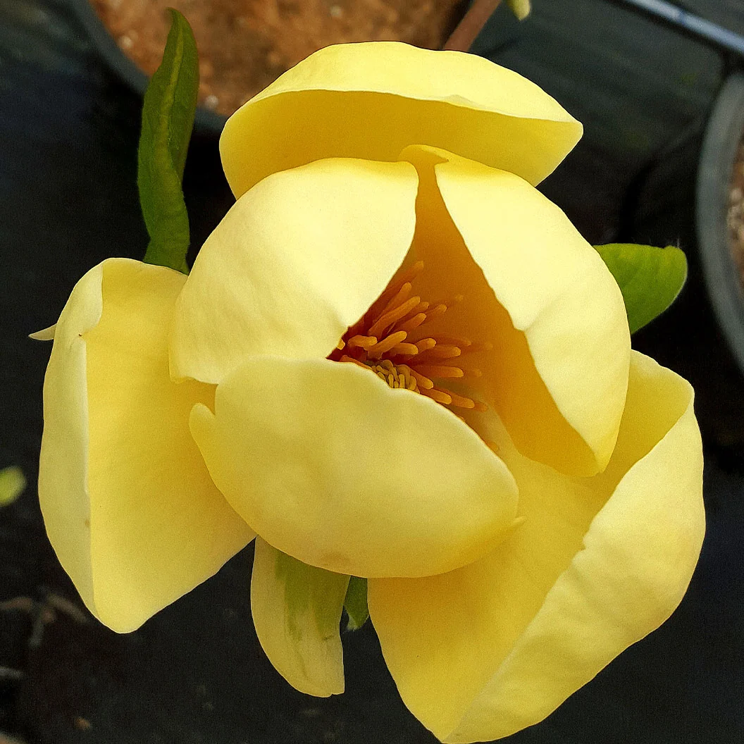 Honey Tulip™ Magnolia Tree 2 Honey Tulip™ Magnolia Tree