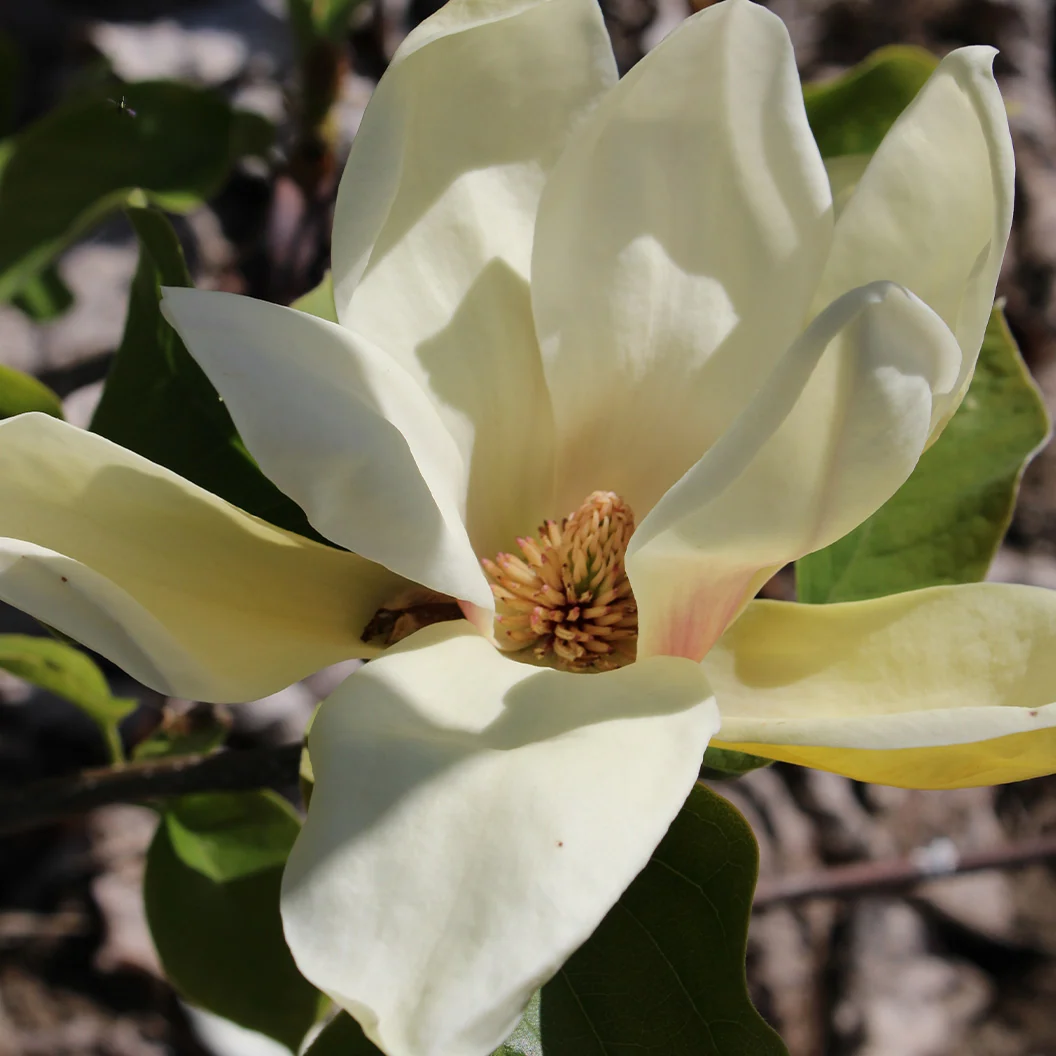 Honey Tulip™ Magnolia Tree 3 Honey Tulip™ Magnolia Tree
