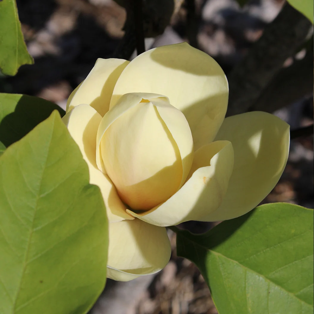Honey Tulip™ Magnolia Tree 4 Honey Tulip™ Magnolia Tree