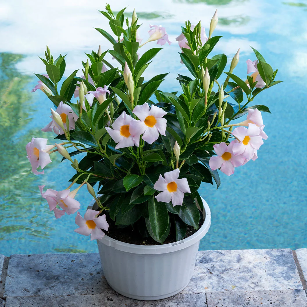 Sundenia White Dipladenia Shrub