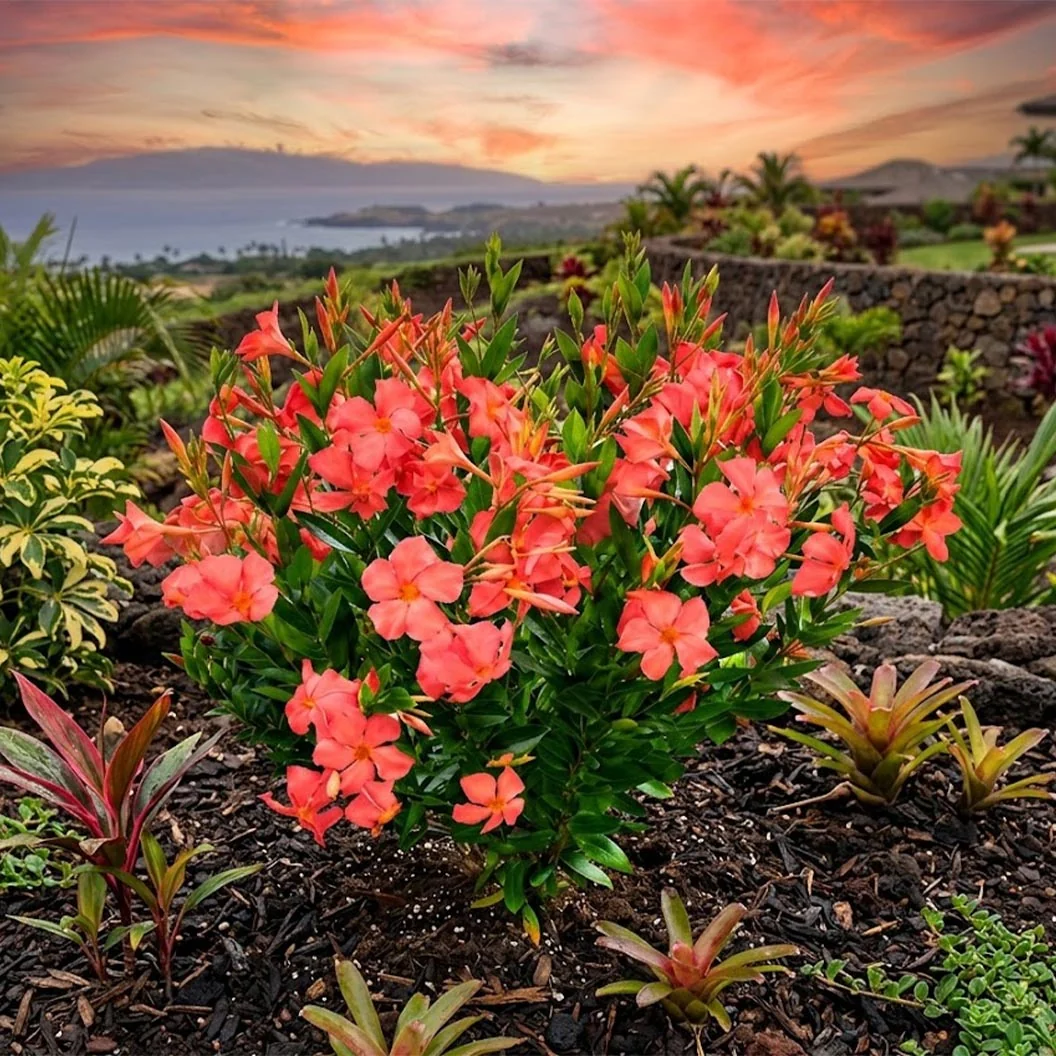 Sun Parasol Maui Sunset Mandevilla Shrub 2 Sun Parasol Maui Sunset Mandevilla Shrub