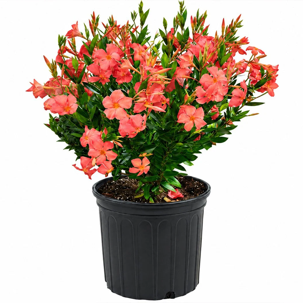 Sun Parasol Maui Sunset Mandevilla Shrub 3 Sun Parasol Maui Sunset Mandevilla Shrub