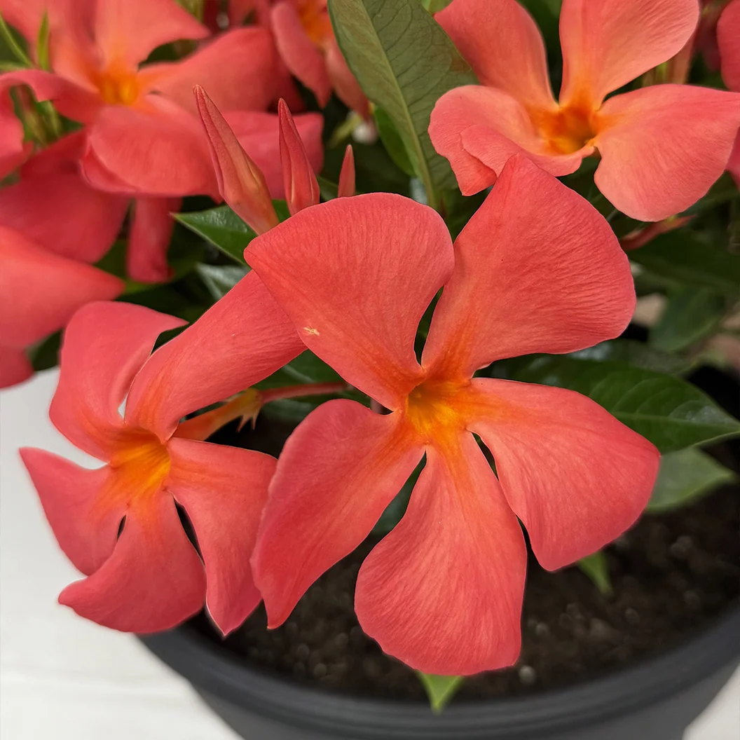 Sun Parasol Maui Sunset Mandevilla Shrub 4 Sun Parasol Maui Sunset Mandevilla Shrub