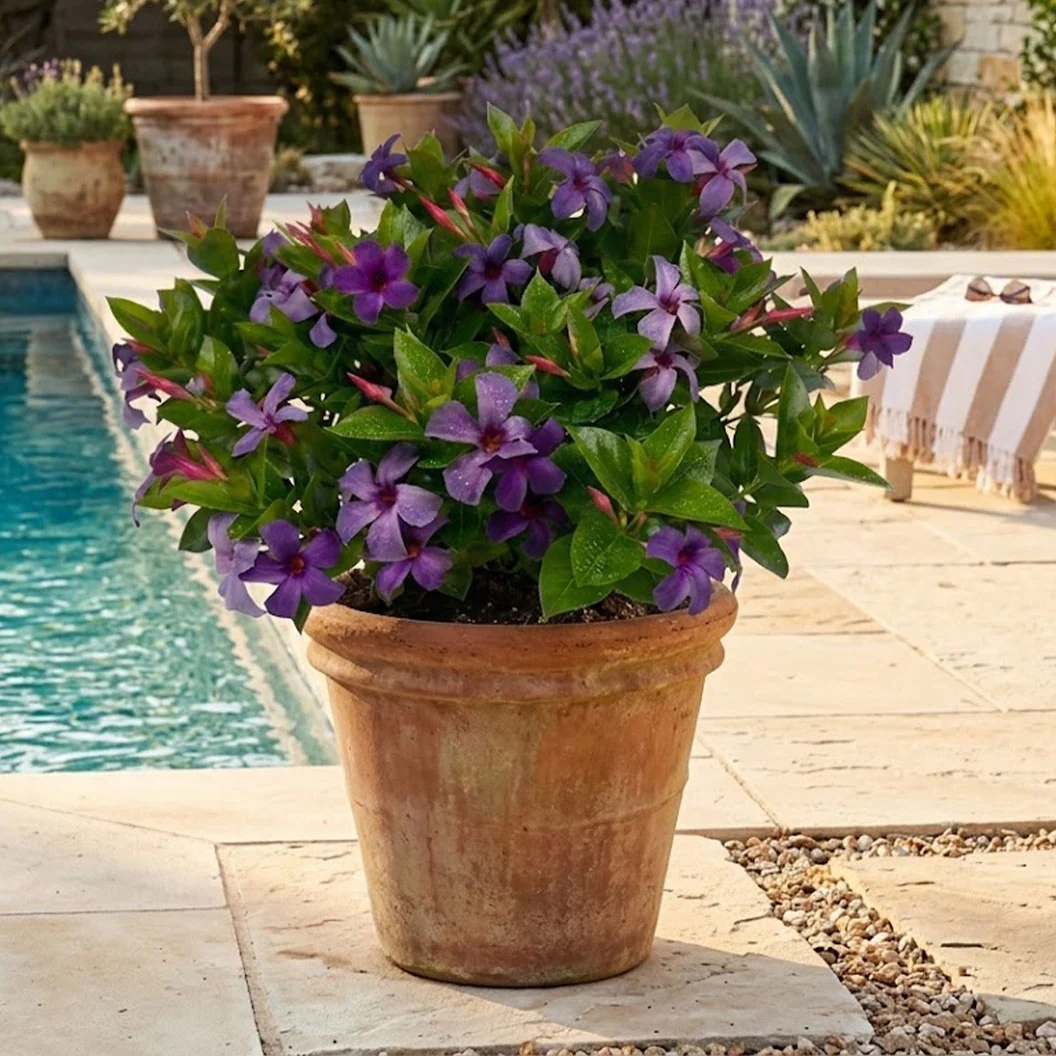 Sun Parasol® Bluephoria Mandevilla Shrub