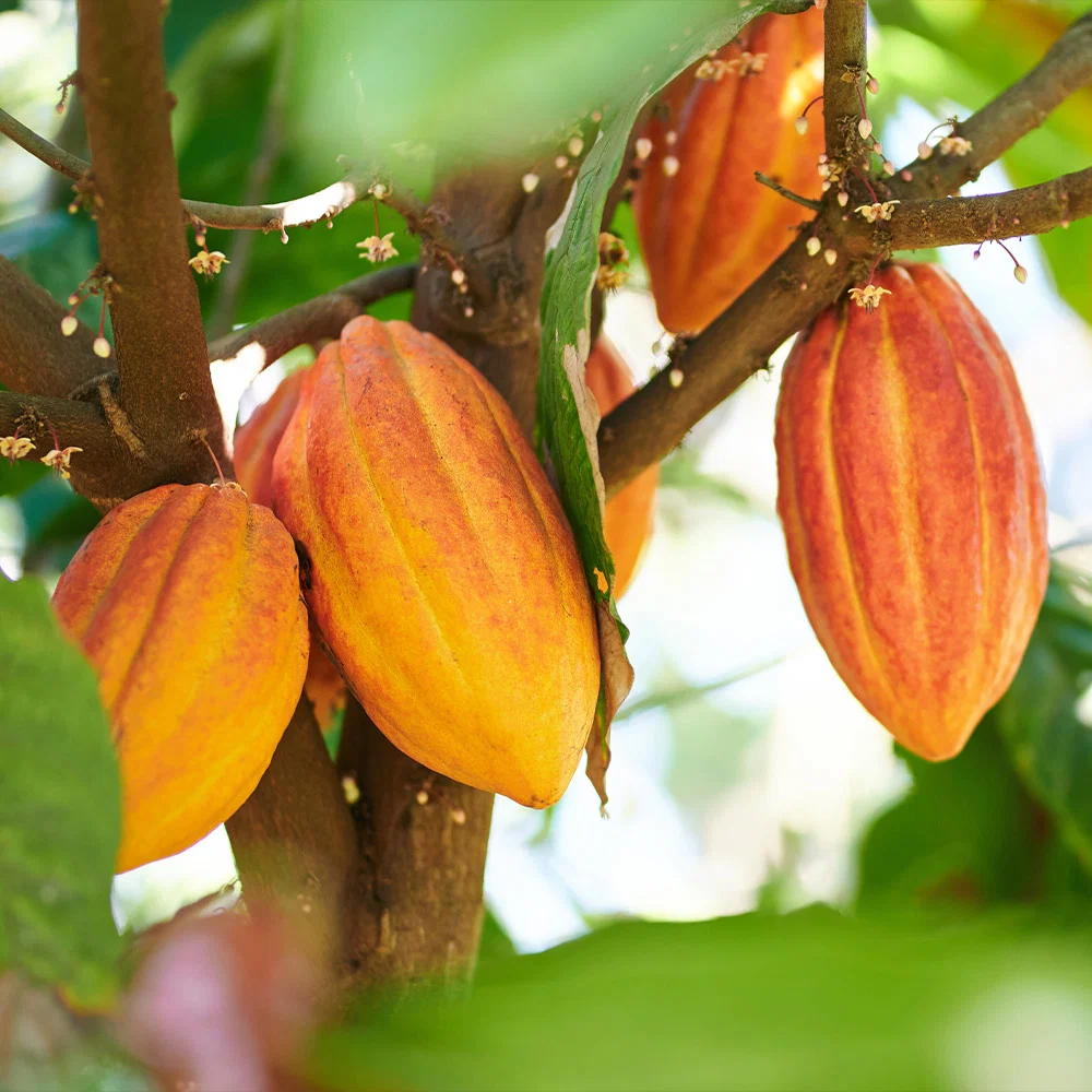 Chocolate Cocoa 'Cacao' Plant 2 Chocolate Cocoa 'Cacao' Plant