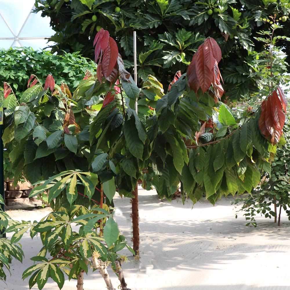 Chocolate Cocoa 'Cacao' Plant 3 Chocolate Cocoa 'Cacao' Plant