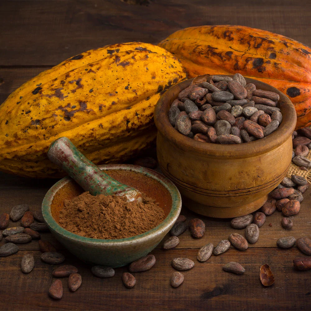 Chocolate Cocoa 'Cacao' Plant 4 Chocolate Cocoa 'Cacao' Plant