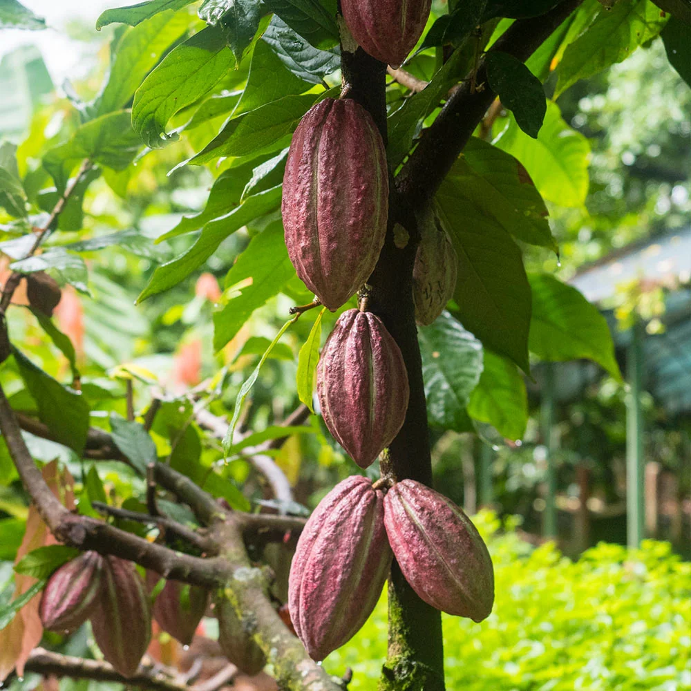 Chocolate Cocoa 'Cacao' Plant 5 Chocolate Cocoa 'Cacao' Plant