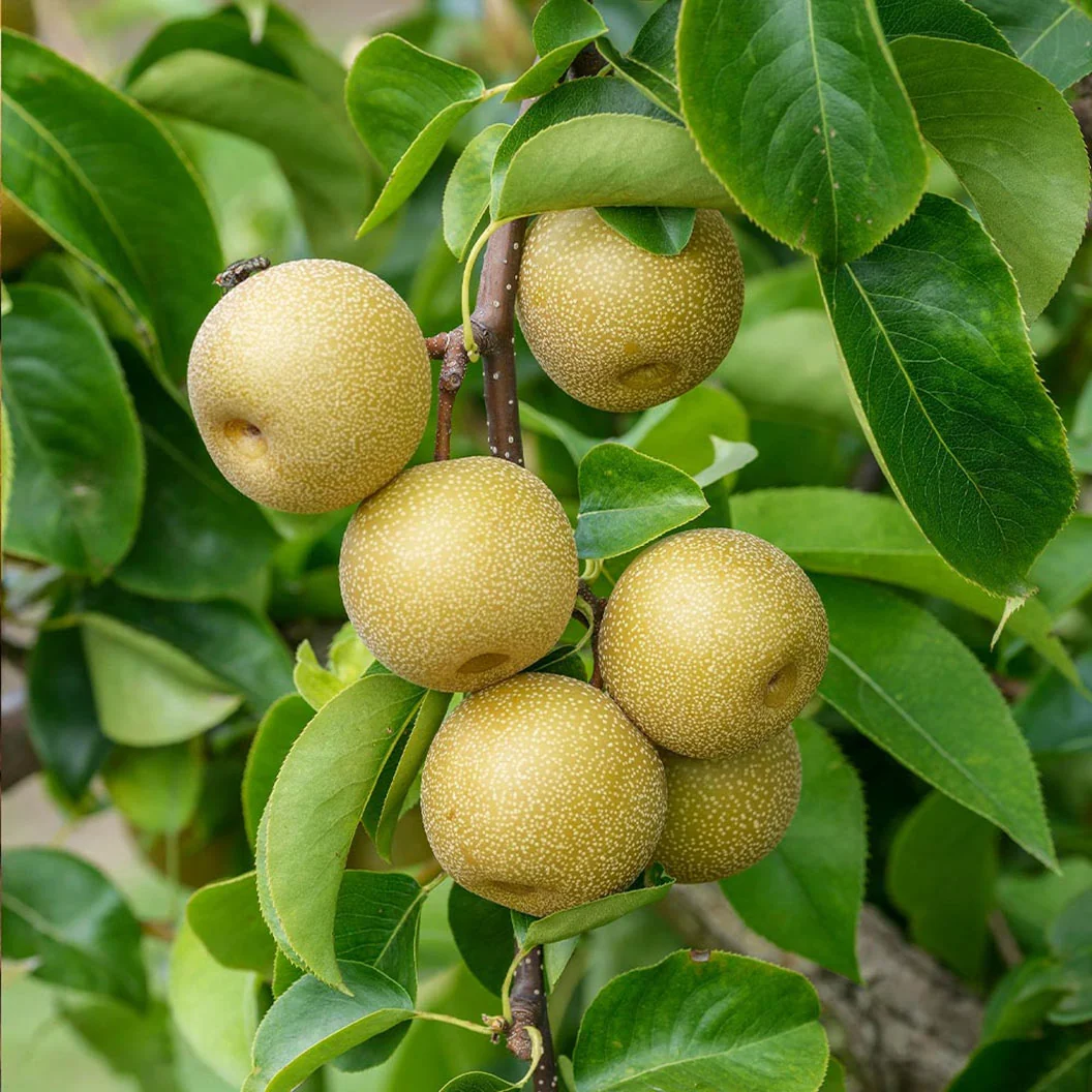 Hosui Asian Pear Tree 2 Hosui Asian Pear Tree