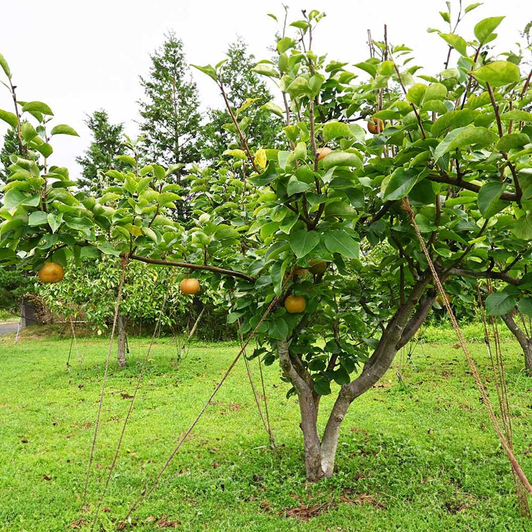 Hosui Asian Pear Tree 3 Hosui Asian Pear Tree