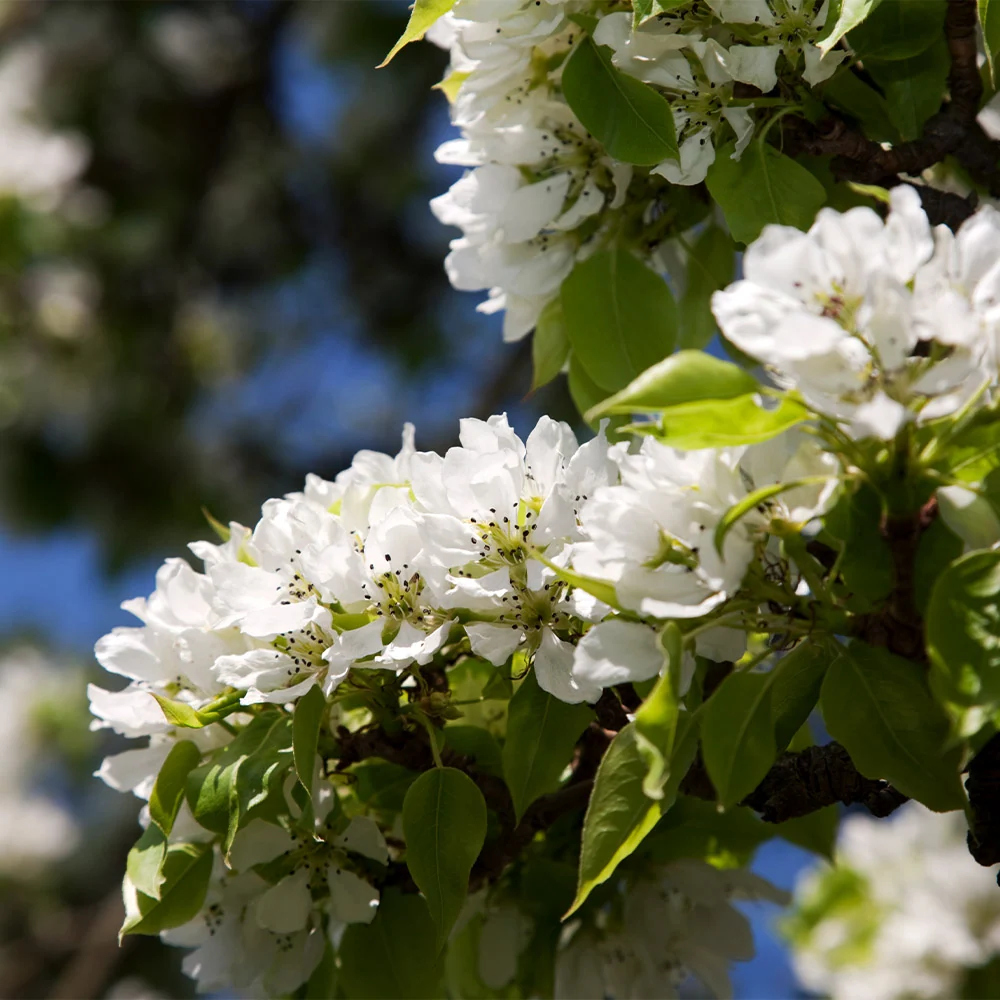 Hosui Asian Pear Tree 7 Hosui Asian Pear Tree