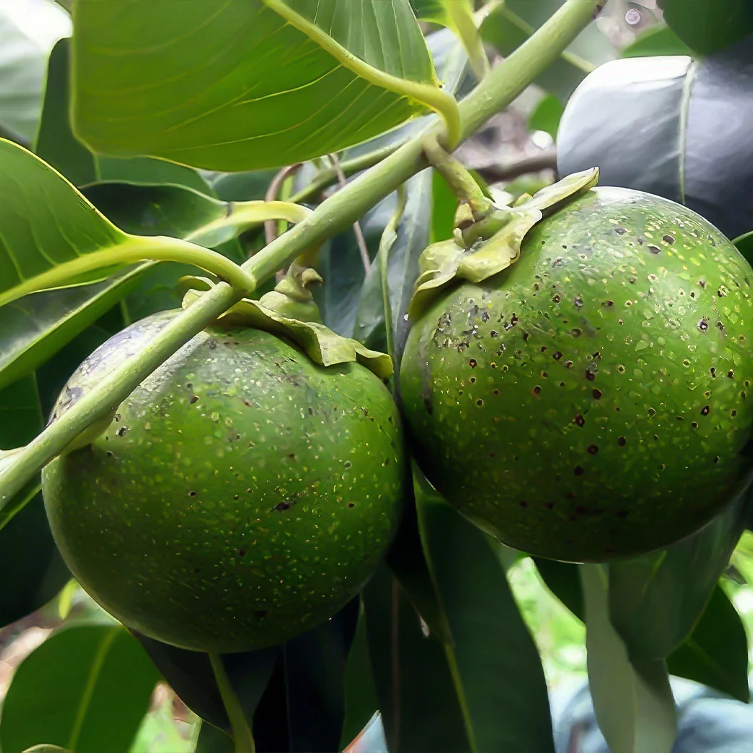 Black Sapote Tree 1 Black Sapote Tree