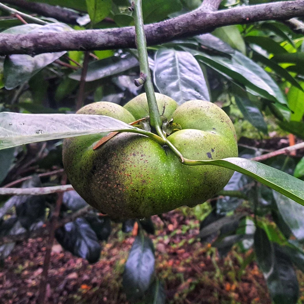 Black Sapote Tree 4 Black Sapote Tree