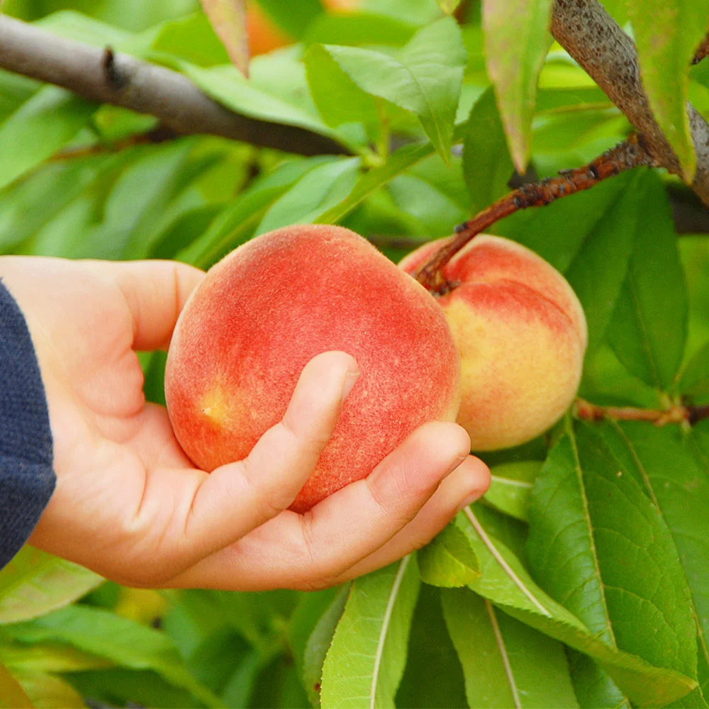 June Gold Peach Tree 2 June Gold Peach Tree