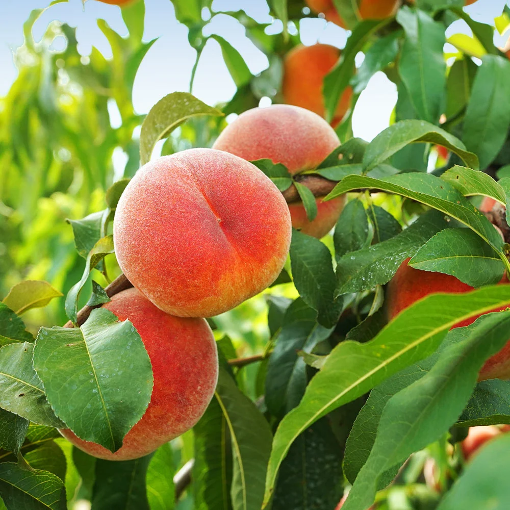 June Gold Peach Tree 3 June Gold Peach Tree