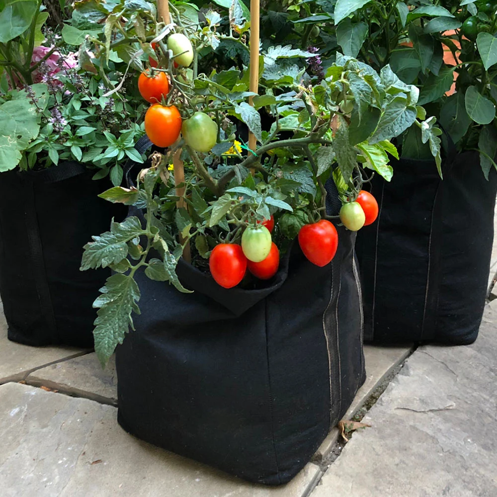 Gardenuity® Patio Tomato Garden 3 Gardenuity® Patio Tomato Garden